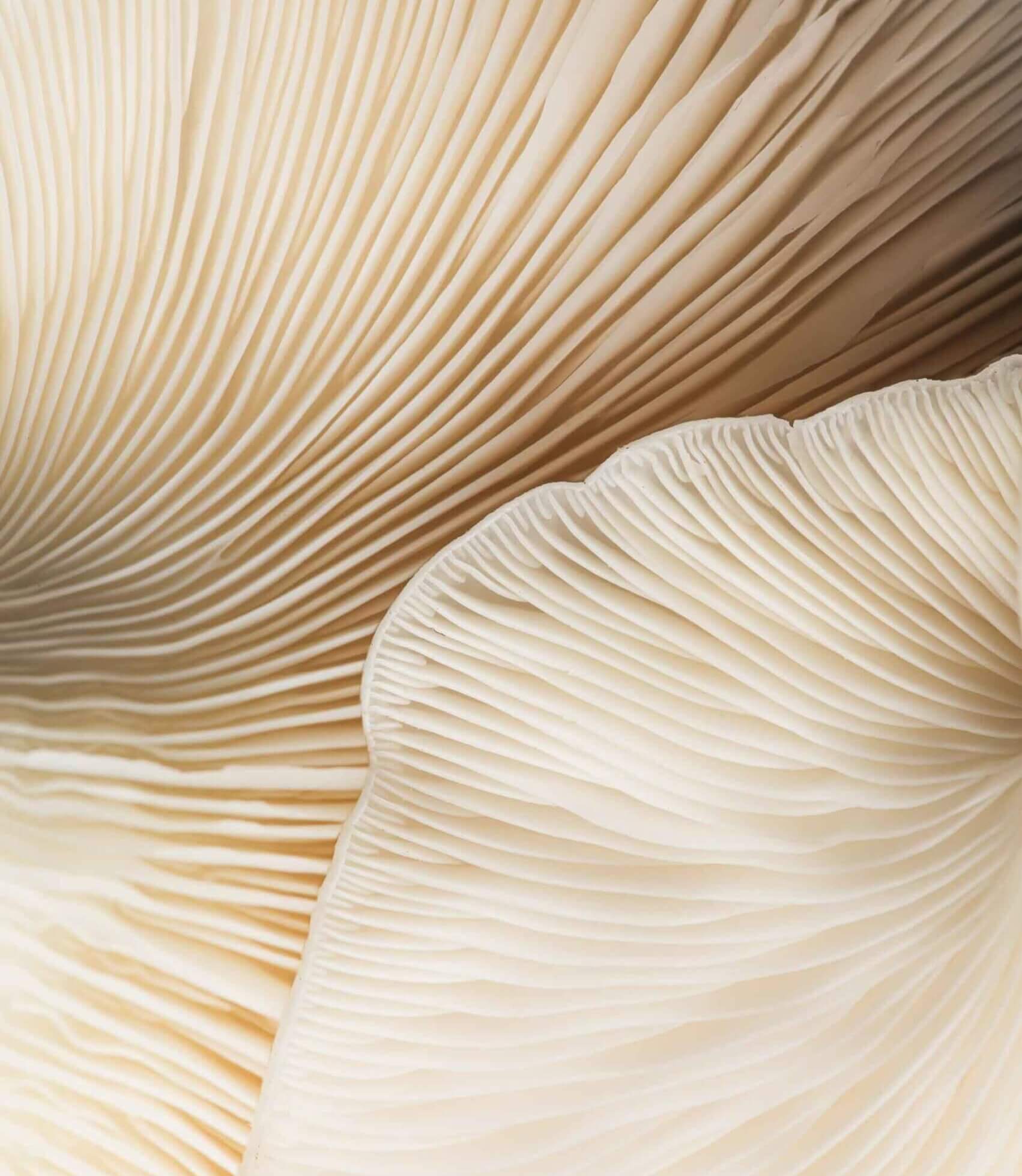 Nahaufnahme von Pilzlamellen. Die feinen Linien sind in hellen Beigetönen und wirken weich und natürlich.