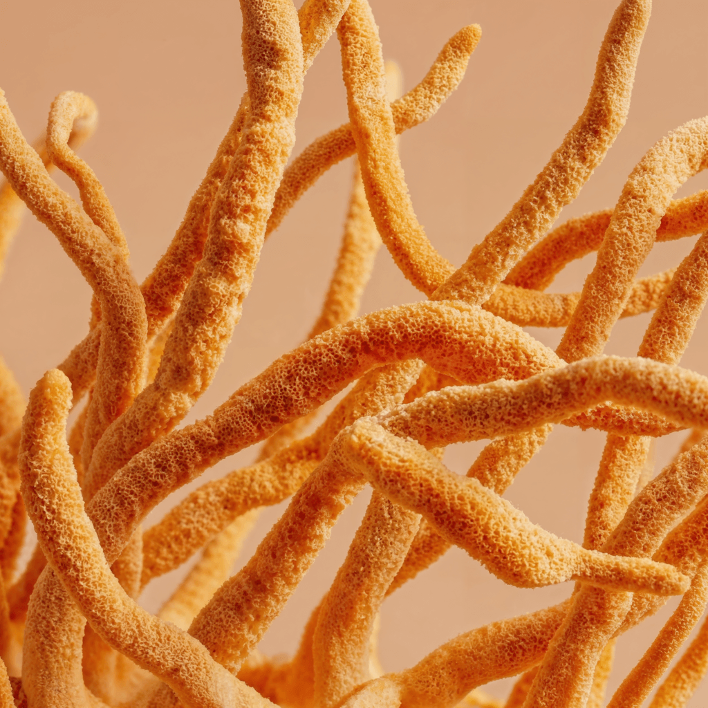 hajoona_Cordyceps