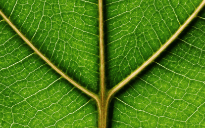 plant based green leaf nutrition omega 3 values
